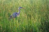 Heron In River Grass_50469